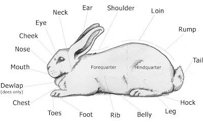 parts of a rabbit Rabbit Anatomy, Rabbit Facts, Show Rabbits, 4 H Club, Raising Rabbits, Bunny Care, Rabbit Care, Animal Anatomy, Rabbit Lover