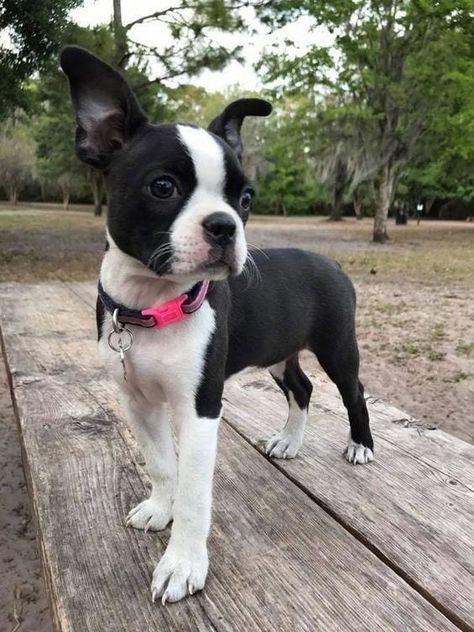 Top Dog Breeds, Boston Terrier Love, Boston Terrier Puppy, Terrier Puppies, Boston Terrier Dog, White Dog, Sweet Dogs, Terrier Dog, Pitbull Terrier