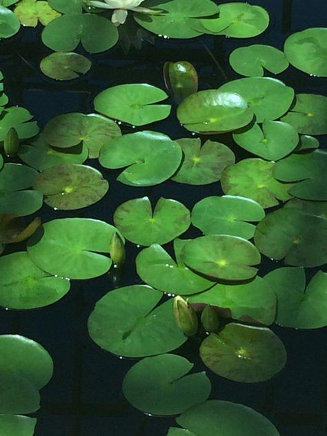 Edwardian England, Kenneth Grahame, Mr Toad, Kids Novels, Ren Fest, Lily Pads, Aerial View, Still Life, Plant Leaves