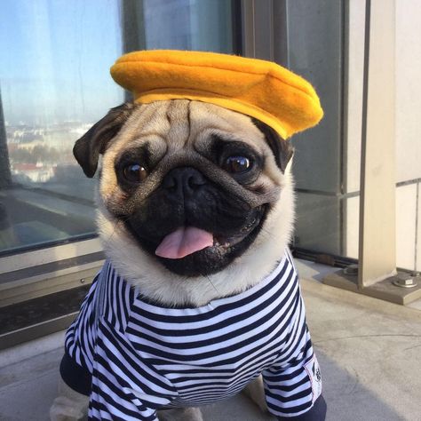 WHERING your digital closet on Instagram: “How I look in my #ootd vs. how I look planning the outfit 🤧 The ultimate digital wardrobe app is here- unleash your wardrobe’s full…” Pug Outfits, Wardrobe App, Pug Clothes, Funny Pugs, Digital Wardrobe, Pug Pictures, French Beret, Digital Closet, Pug Puppies