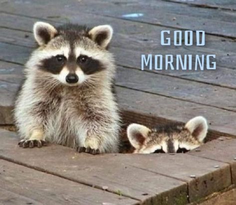 Trash Pandas, Cute Raccoon, Awesome Animals, Cute Critters, Racoon, Animal Pics, Sweet Animals, Animal Friends, Animal Planet