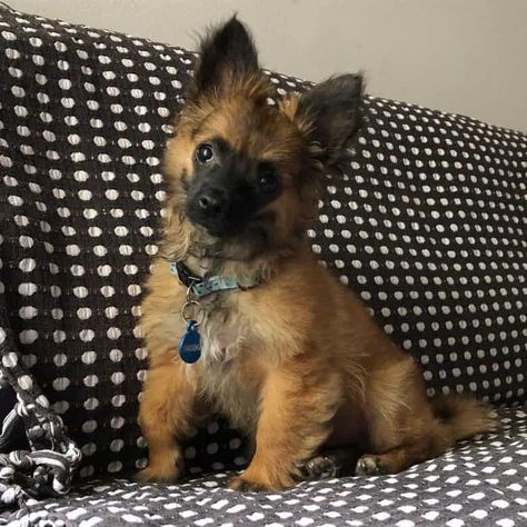 German Shepherd Mix Puppies, Shepherd Mix Puppies, German Shepherd Mix, Chihuahua Mix, German Shepherd, Chihuahua, Puppies, Dogs, Animals