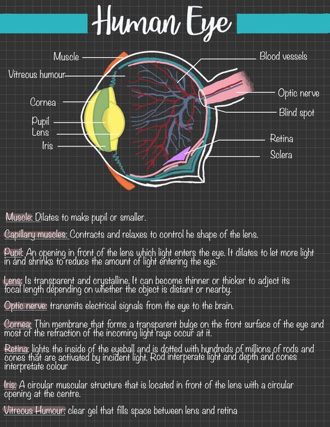 Human Eye Notes Grade 10 Lessons, Eye Biology Notes, Life Science Grade 12 Notes, Science Diagrams Biology, Human Eye Class 10 Notes, Physics Notes Grade 10, Life Science Notes Grade 10, Grade 10 Biology Notes, Life Sciences Study Notes Grade 12