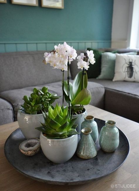 Blogger Home, نباتات منزلية, Tafel Decor, Youth Room, Table Decor Living Room, House Plants Decor, Orchid Care, Deco Floral, Living Room Makeover