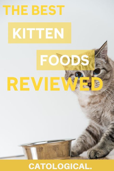 If you just got your kitten, this blog is for you! Everything you need to know about some of the best cat food brands, tried and reviewed so you can give your feline friend the best! #CatAdvice #CatTips #KittenTips #KittenAdvice #CatCare #ReviewsAndRatings #BabyCat Kitten Formula, Kitten Treats, Cat Food Brands, Cat Advice, Best Cat Food, Cat Diet, Kitten Food, Healthy Cat, Healthy Baby