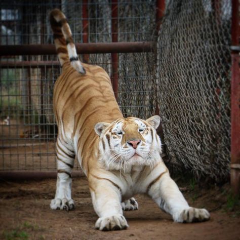 Tiger Stretching Drawing, Tiger Standing Up, Golden Tiger Aesthetic, Liger Animal, Tiger Oc Human, Tiger Stretching, Tigers Aesthetic, Tiger Pouncing, Stretching Reference