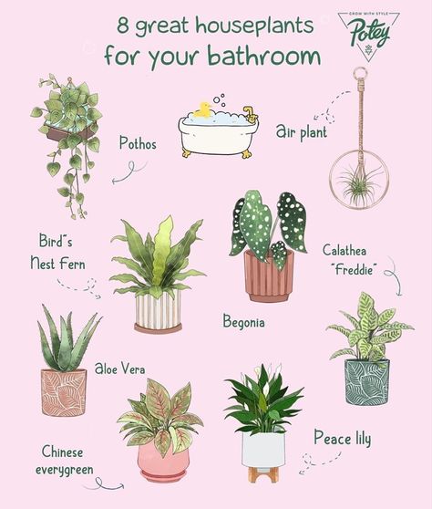 Plant Inspiration, Plant Care Houseplant, Inside Plants, Growing Plants Indoors, Best Indoor Plants, Planter Design, Bathroom Plants, Air Purifying, Bedroom Plants