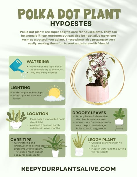 Plant Knowledge, Plant Care Guide, Hypoestes Plant Care, Pink House Plants, Plant Care Tips, Polka Dot Plant Propagation, Polka Dot Plant Care, Pink Plants, Polka Dot Begonia Propagation