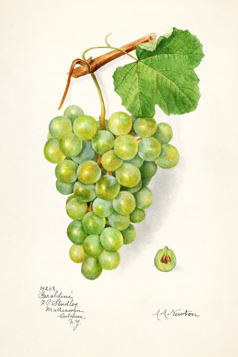 Vintage bunch of green grapes illustration. Original from U.S. Department of Agriculture Pomological Watercolor Collection. Rare and Special Collections, National Agricultural Library. Digitally enhanced by rawpixel. | free image by rawpixel.com Grapes Illustration, Fruit Watercolor Painting, Grape Drawing, Grapes Fruit, Illustration Fruit, Grape Painting, Fruit Watercolor, Grape Color, Free Illustration Images