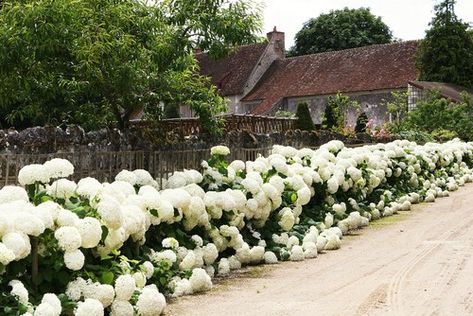 Anabelle Hydrangea, Backyard Hydrangeas, France Cottage, Hydrangea Hedge, Old France, Hydrangea Arborescens Annabelle, Annabelle Hydrangea, Hydrangea Landscaping, Big Leaf Hydrangea