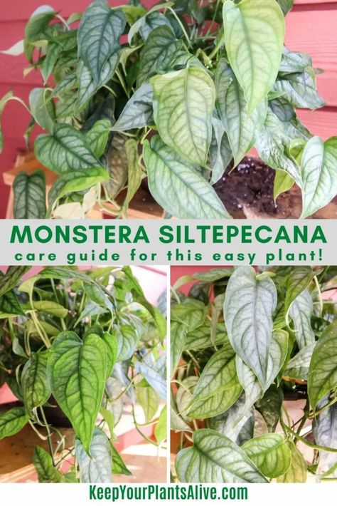 Want to add a Monstera Siltepecana to your houseplant collection? They are beautiful and easy to care for! Here’s my complete Monstera Siltepecana care guide! Monstera Minima Care, Monstera Acuminata, Monstera Siltepecana, Siltepecana Monstera, Monstera Standleyana Variegata, Thai Constellation Monstera Care, Monstera Plant Care, Indoor Plant Care, Monstera Plant