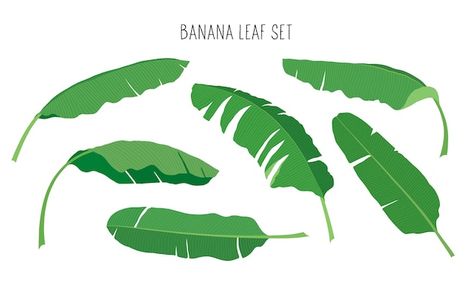 A set of banana leaves. vector illustrat... | Premium Vector #Freepik #vector #jungle-plants #leaf-art #tropical-elements #jungle-leaves Banana Leaves Illustration, Banana Leaf Logo, Banana Leaf Illustration, Posters Background, Tropical Elements, Jungle Plants, Plantain Leaves, Background For Design, Tropical Leaves Pattern