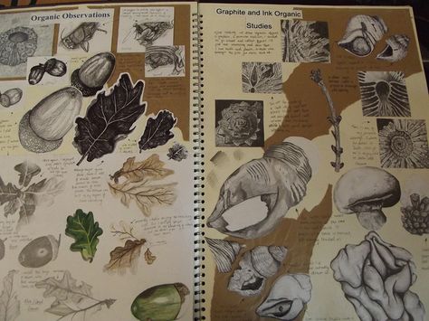 Art Sketchbook - observational drawings of organic forms // Art student portfolio Observational Drawings, Student Portfolio, Sketchbook Layout, Textiles Sketchbook, Natural Form Art, Gcse Art Sketchbook, A Level Art Sketchbook, Observational Drawing, Art Student