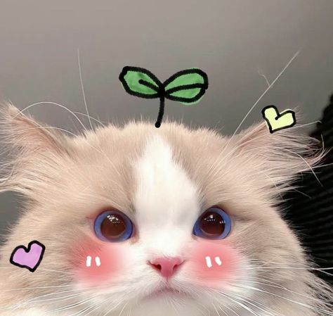 Cute Cats For Profile, Cute Pet Profile Pics, Cute Account Pictures, Cute Korean Pfp Cartoon, Cats Pfp Cute, Fluffy Cats Cute, Cute Cat Pfp Kawaii, Cat Cute Pfp Aesthetic, Cute Profile Pictures Cat