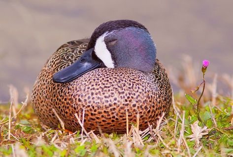 Blue-winged Teal | Photographed at the Viera Wetlands in Flo… | Jim Petranka | Flickr Bird Reference, Teal Duck, Canadian Animals, Blue Winged Teal, Mythical Beasts, Animal References, Blue Wings, Favorite Animal, Reference Images