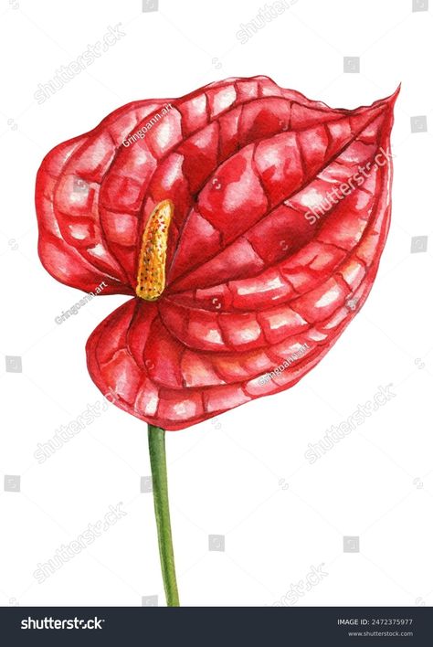 Exotic Flowers Red Anthurium Tropical Flowers Stock Illustration 2472375977 | Shutterstock Anthurium Drawing, Red Anthurium, Flowers Red, Science Signs, Crop Image, Color Palette Generator, Holiday Illustrations, Collage Maker, Exotic Flowers