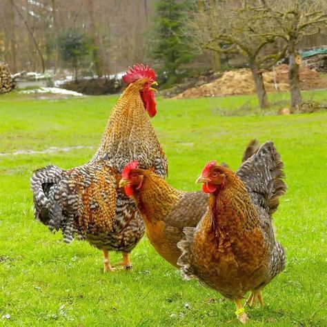 Bielefelder Chickens Bielefelder Chickens, Barnvelder Chickens, Chicken Coops, Cold And Hot, Chicken Breeds, Pet Chickens, Raising Chickens, Chicken Coop, Hot Weather