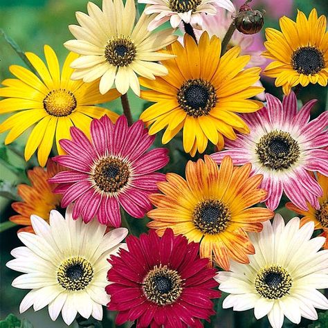 African Daisy, Yellow Orange Pink, Fruit Seeds, Bear Ears, Cream Yellow, Organic Seeds, Flower Center, Annual Plants, Early Fall