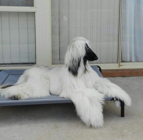 Silver Afghan Hound with a black mask. Popular Pictures, Afghan Hound Puppy, Hound Dog Breeds, Dogs Lover, Afghan Hound, Albrecht Durer, Pretty Dogs, Sweet Dogs, Black Mask