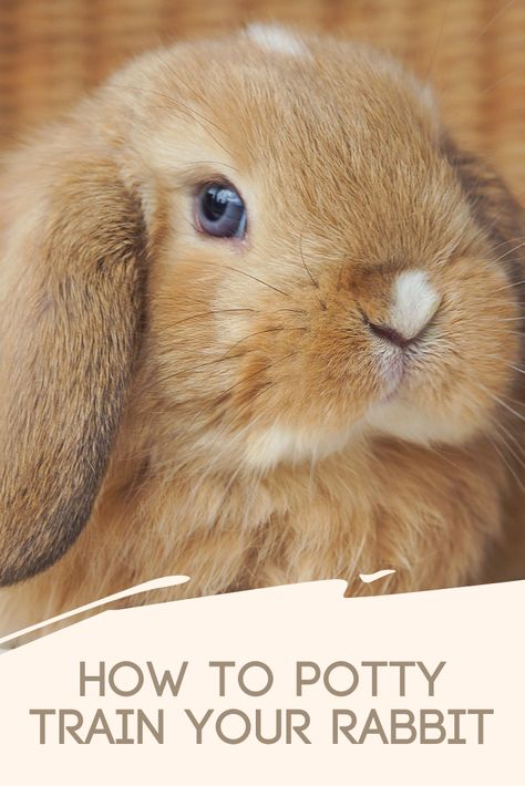 Bunny Tips, Bunny Things, Pet Rabbit Care, Bunny Care, Potty Training Tips, Rabbit Care, Pet Rabbit, Baby Bunnies, Potty Training