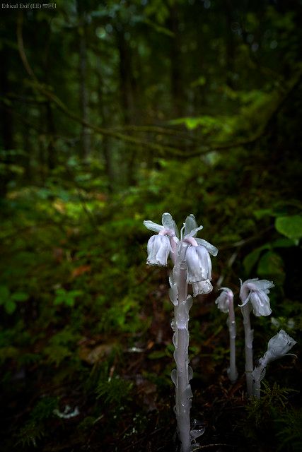 Monotropa Uniflora, Ghost Flowers, Ghost Flower, Plants Photography, Ghost Plant, Plant Photography, Bc Canada, Flower Plant, Planting Flowers