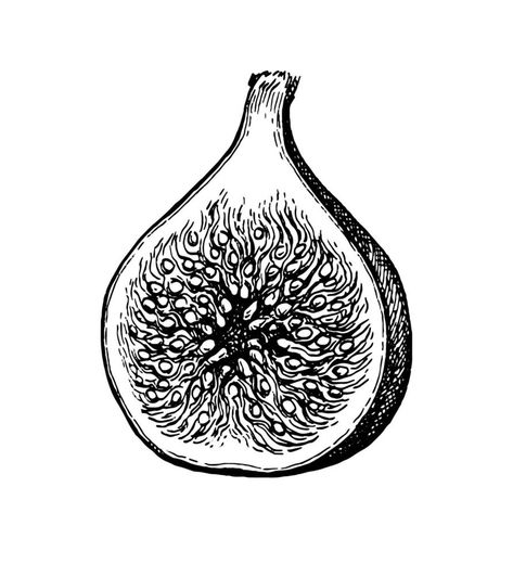 Halved fig fruit. Ink sketch isolated on white background. Hand drawn vector illustration. Retro style stroke drawing. Fig Sketch Drawing, Fig Fruit Drawing, Fig Sketch, Fig Illustration, Fig Tattoo, Wasp Tattoo, Fig Drawing, Fruit Sketch, Snoopy Tattoo