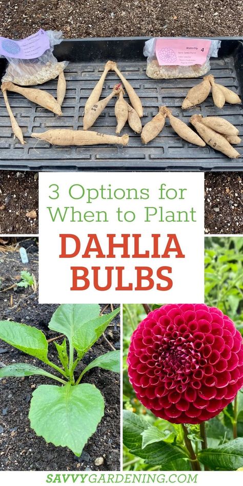 When To Plant Dahlias, How To Grow Daliah Flower, Dahlia Flower Planting, When To Plant Dahlia Tubers, What Bulbs To Plant In Fall, Growing Dahlias Zone 6, Flower Bulbs To Plant In Spring, Dahlia Flower Garden Landscapes, How To Care For Dahlias