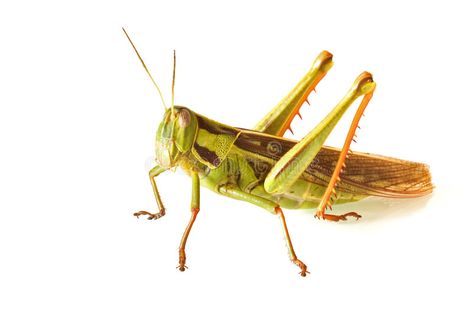 Grass hopper. Close-up of a green grass hopper against a white background , #Affiliate, #Close, #hopper, #Grass, #green, #background #ad Grass Hopper, Oc Things, Grass Green, Green Grass, Green Background, Stock Images Free, Bugs, Close Up, White Background