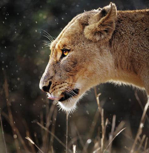 Lioness Images, Lioness Portrait, Animal Photography Wildlife, Real Animals, Wild Animals Photography, Lion Photography, Lion Drawing, African Lion, Lion Guard