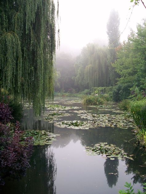 Willow Garden, Weeping Willow Tree, Weeping Willow, Night Scenery, Willow Tree, Nature Aesthetic, Water Lilies, Green Aesthetic, Dream Garden