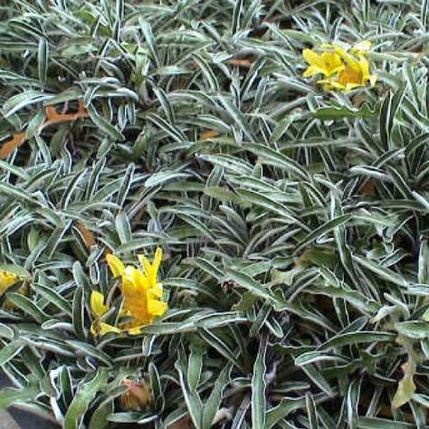 Silver Carpet - Dymondia margaretae | perennial groundcover | <1' H x spreading W | yellow flower | full sun | low water use Dymondia Margaretae, Drought Resistant Landscaping, Silver Carpet, Drought Tolerant Landscape, Drought Resistant, Low Maintenance Landscaping, Ground Cover Plants, Peat Moss, Crafts Beautiful