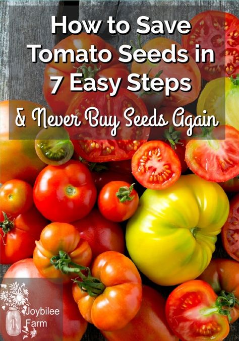 Take these 7 steps to save your own tomato seeds and never buy another package of seed. Save Tomato Seeds, Saving Tomato Seeds, Seed Gardening, Tomato Seed, Farm Diy, Growing Tomato Plants, Heirloom Tomato Seeds, Buy Seeds, Survival Gardening