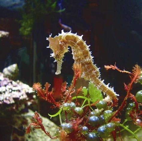 Spiny seahorse Photography Landscape Nature, Leafy Sea Dragon, Sea Stuff, Sea Dragons, Ocean Images, Brine Shrimp, Tropical Sea, Underwater Sea, Sea Horses