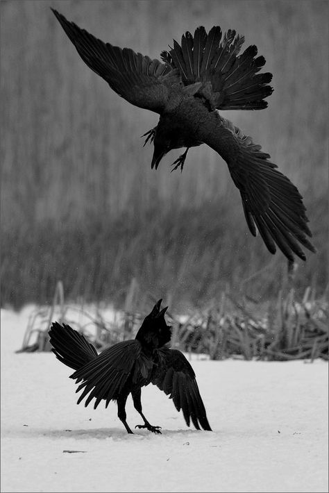 Ravens Raven Wings, Raven Bird, Black Birds, Black Raven, Jackdaw, Raven Art, Crows Ravens, Winter Animals, Nature Birds