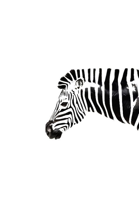 White Photo, Zebras, White Background, Black And White, White, Black