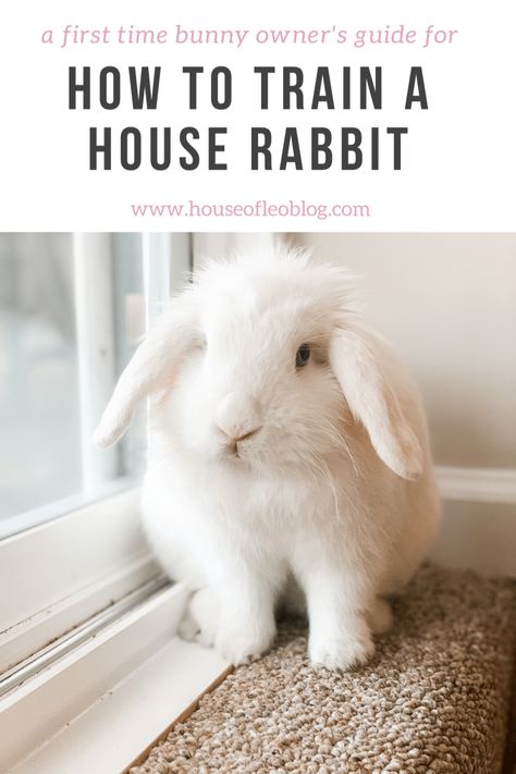 Cute Rabbit House Ideas, Rabbit Litter Training, How To Tame A Rabbit, Bunny Routine, How To Litter Train A Rabbit, Rabbit Training, Rabbit Home Ideas, Diy Bunny Cage Indoor House Rabbit Ideas, How To Potty Train A Bunny