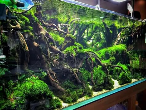 tree roots aqua scape driftwood aquarium design, | Wallpaper ... Amazing Aquariums, Fish Tank Design, Aquascape Design, Aquarium Driftwood, Aquarium Heater, Aquarium Terrarium, Fresh Water Fish Tank, Aquarium Landscape, Betta Tank