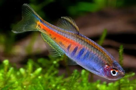 Glowlight Danio - Celestichthys choprae Danio Fish, Peaceful Community, Beautiful Tropical Fish, Community Tanks, Tropical Fish Tanks, Tropical Freshwater Fish, Guppy Fish, Turtle Tank, Animal Room