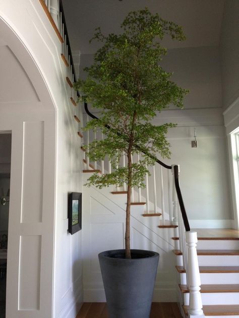 Beautiful Black Olive tree - Imgur Olive Tree Indoor, Indoor Olive Tree, Black Olive Tree, Tree Indoor, Entrance Halls, Indoor Tree, Indoor Trees, Indoor Plant Care, Stair Case