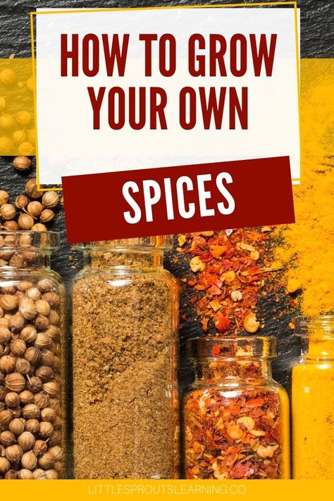 It's not hard to learn how to grow your own spices. They are fresher, more flavorful and you know how they were grown. It's fun too! How To Make Your Own Spices, How To Grow Spices, Spices To Grow At Home, Spice Garden Outdoor, Spices To Grow, Witchy Wellness, Spices Garden, Growing Spices, Professor Sprout