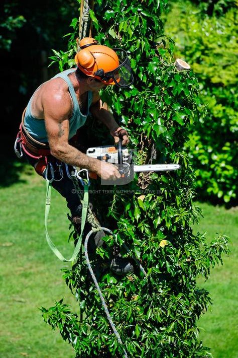 Tree surgeon Arborist Climbing Trees, Arborist Climbing, Climbing Trees, Tree Surgeons, Alpharetta Georgia, Pole Saw, Tree Removal, Safety Clothing, Tree Service