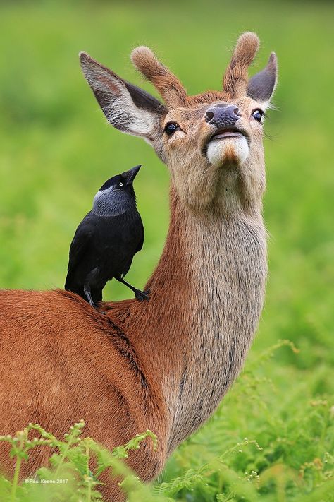 The black bird is there for you, dear, to pull off ticks and eat them: "Red Deer and Jackdaw 4009" by Paul Keene FRPS MPAGB MFIAP EFIAP/D2 Water Deer, Jackdaw, Live Animals, Deer Art, Animals Friendship, British Wildlife, Red Deer, Funny Birds, Happy Animals