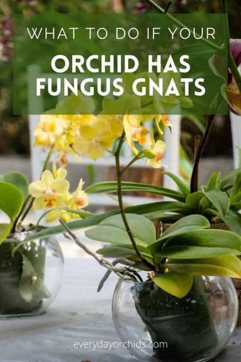 Everything you need to know about fungus gnats and how to get rid of them. Learn about why fungus gnats infest orchids, what you can do about it, and prevent it from happening again. #Orchid #OrchidCare #Houseplant #IndoorGardening #FungusGnat How To Regrow Orchids, How To Revive An Orchid, Orchid Leaves Turning Yellow, Gnats In House Plants, Orchid Diseases, Orchid Propagation, Orchid Pests, Repotting Orchids, Orchids In Water