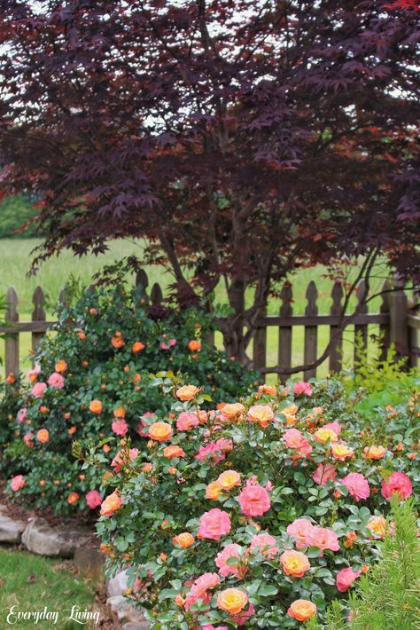 Rose Bush Garden Landscaping, Apricot Drift Roses Landscape, Rose Flower Bed Ideas, Rose Garden Backyard, Drift Roses Landscape, Drift Roses Landscape Ideas, Rose Beds Garden Ideas, Roses Landscaping Ideas, Front Yard Roses