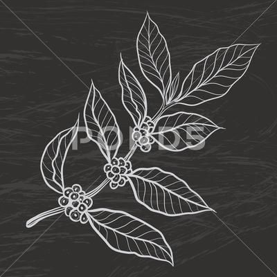 Coffee Leaf Illustration, Coffee Leaf, Coffee Leaf Tattoo, Coffee Plant Illustration, Coffee Plant Tattoo, Coffee Vector, Coffee Icon, Coffee Artwork, Plant Logos