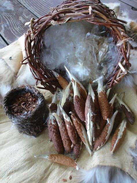 Milkweed down harvest for insulation and tinder.  Harvest when seed is still white, not brown inside the green pod.   Dried pods are great for craft projects for the kiddos too. Milkweed Fiber, Milkweed Pod Crafts, Asclepias Syriaca, Wilderness Skills, Raising Butterflies, Milkweed Pods, Petroglyphs Art, Survival Bushcraft, Milkweed Plant