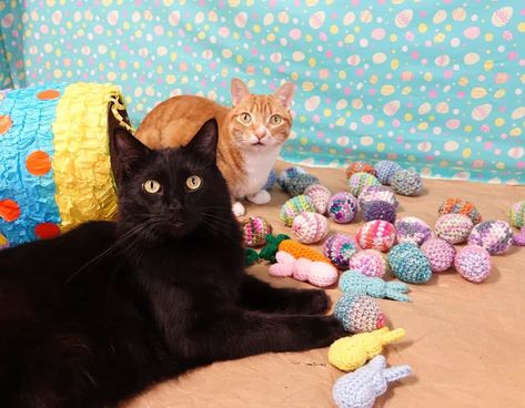 How to Celebrate Easter with Cats! Declawing Cats, Feline Anatomy, Easter Cat, Easter Cats, Easter Cartoons, Taking Advantage, Cat Claws, Coloring Eggs, Christmas Gif