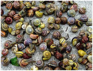 A collection of snails from a polymorphic population of Cepaea nemoralis in Poland. Snail Aesthetic, Garden Snail, Snails In Garden, Open University, European Commission, Molluscs, Cool Bugs, Uk Garden, Shell Collection