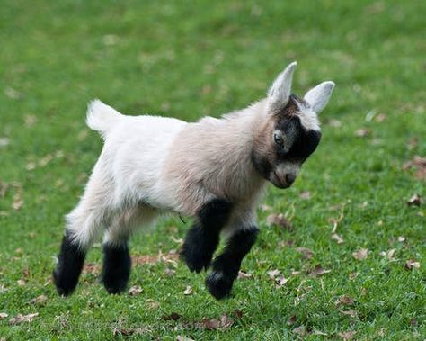 27 Baby Animals That Will Instantly Make Your Day Better Baby Goat Pictures, Baby Goats Pygmy, Goat Picture, Pet Goat, Goat Kidding, Pygmy Goat, Baby Farm Animals, Baby Goat, Cute Goats