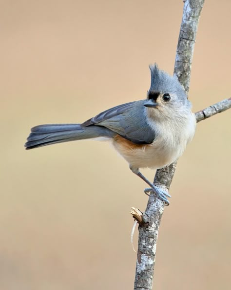 Discover the Tufted Titmouse: Nature’s Charming Crested Bird!   Join us on an enchanting journey into the world of the Tufted Titmouse, one of North America's most delightful songbirds! In this video, we'll dive into the fascinating life of this charming bird, known for its distinctive crest, vibrant personality, and beautiful calls. Tufted Titmouse, Bird People, Bird Tattoo, Bird Watcher, Pretty Animals, Fascinating Facts, Closer To Nature, Birds Tattoo, Art Creativity